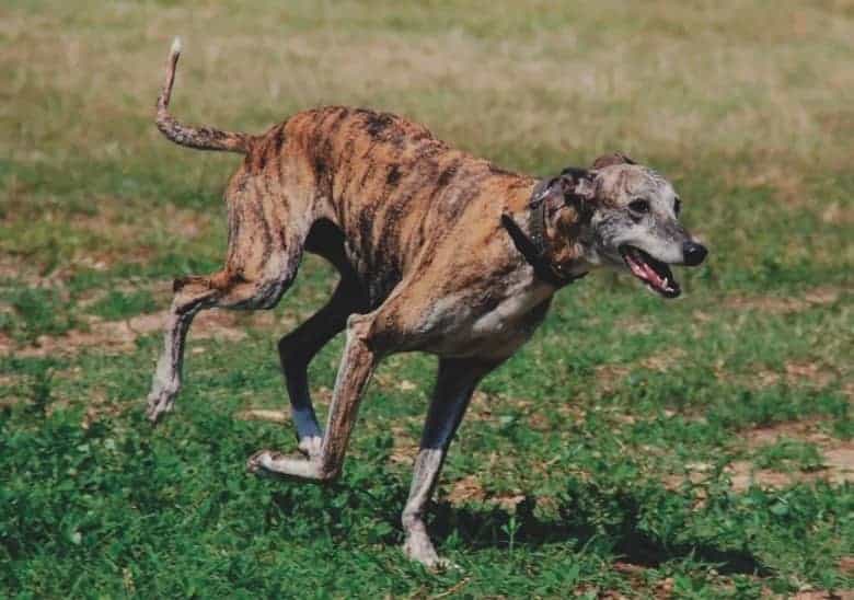 greyhound, run