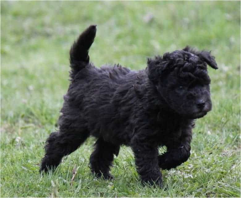black pumi puppy
