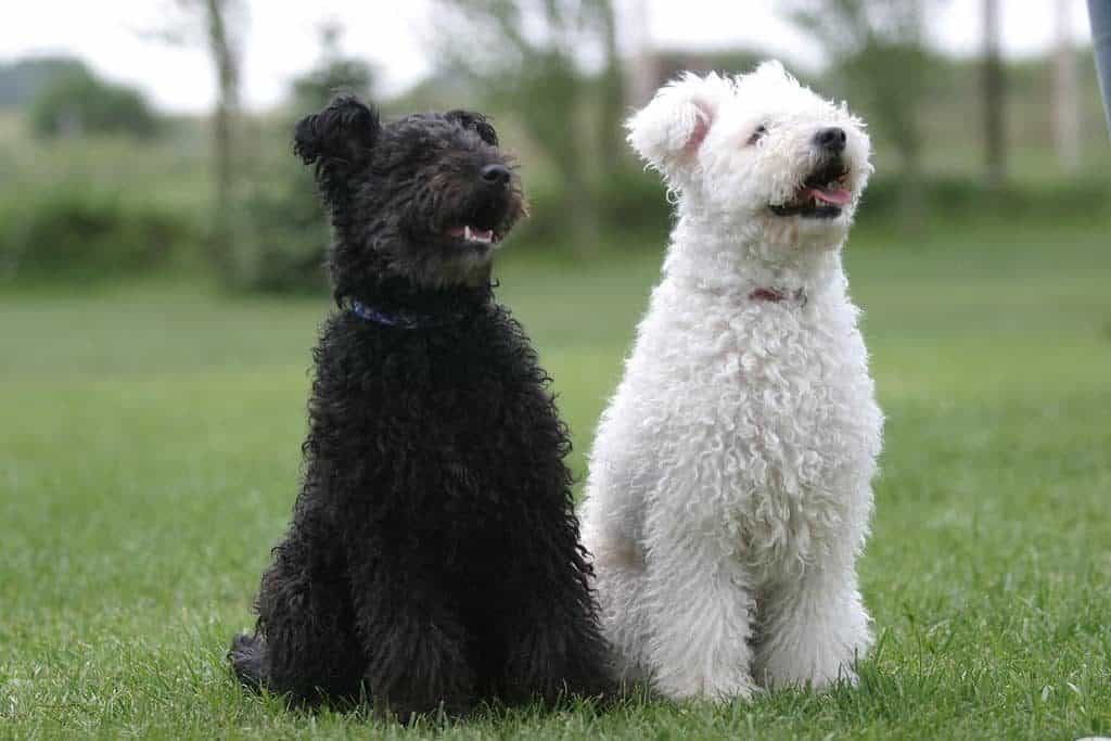 A cute black and a white pumi sitting and watching