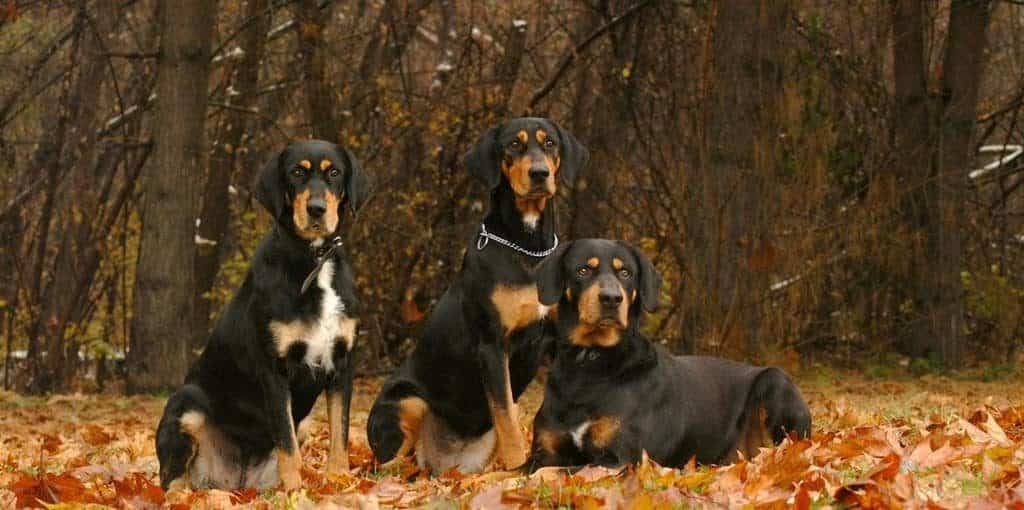 Transylvanian hounds