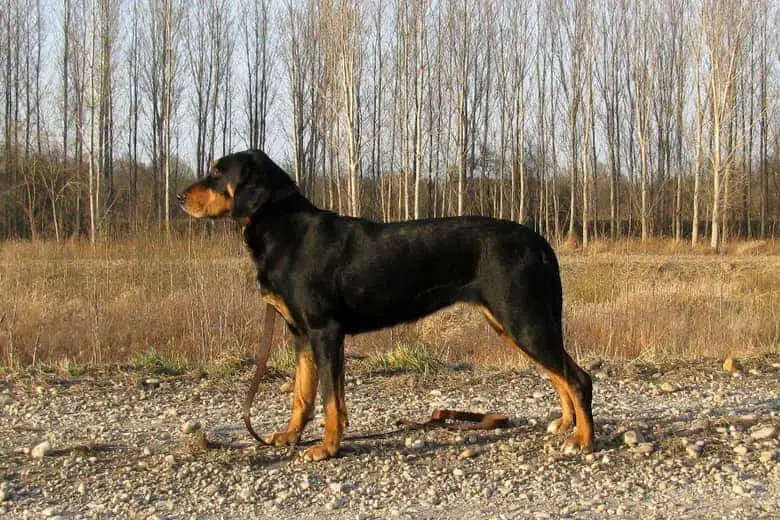 Transylvanian hound elegant dog breed