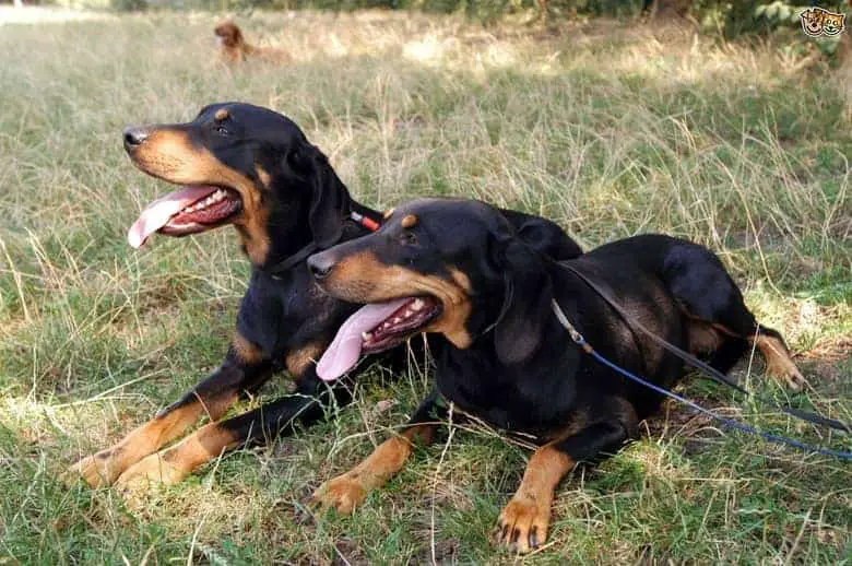 short legged transylvanian hounds