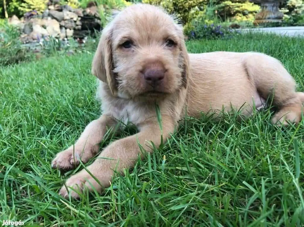 wirehaired vizsla puppy, soo cute