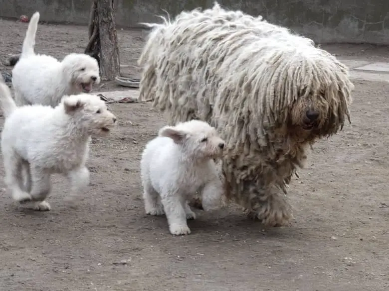 komondor puppies with her mom
