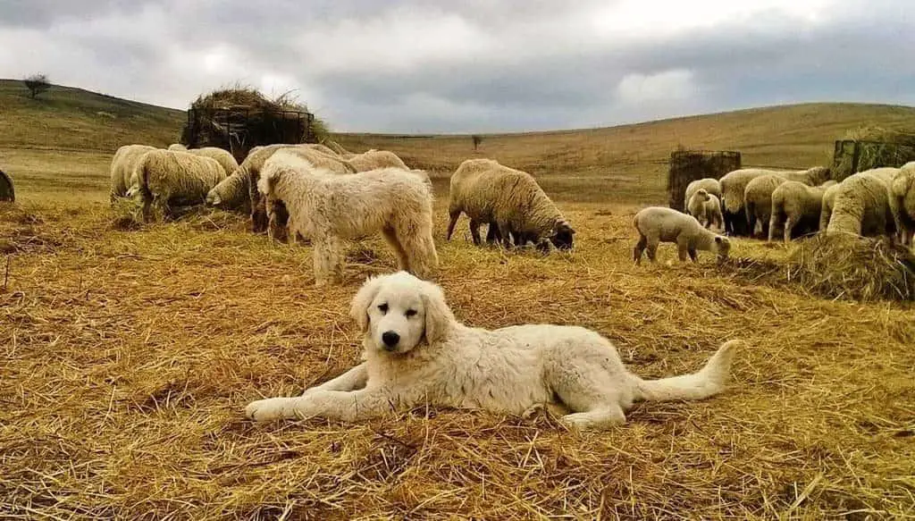 kuvasz is a guarding sheepdog