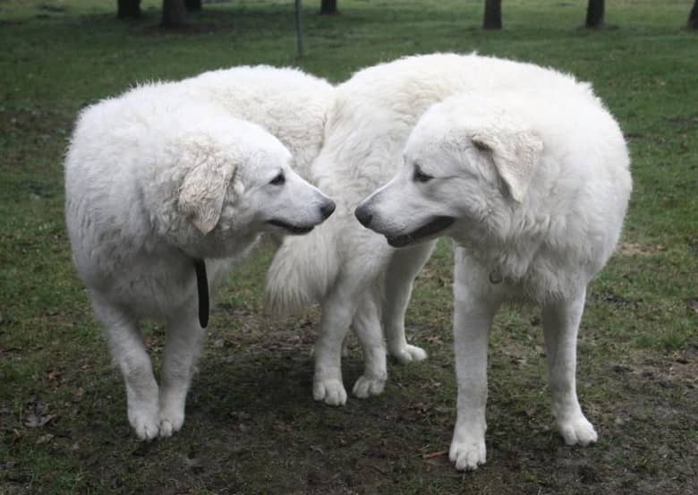 kuvasz is the most wonderful one of the nine hungarian breeds...