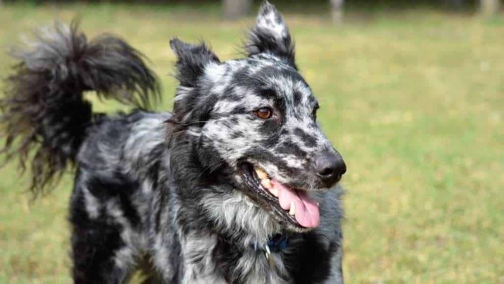 Hungarian Dog Breeds And Everything You Need To Know About Them