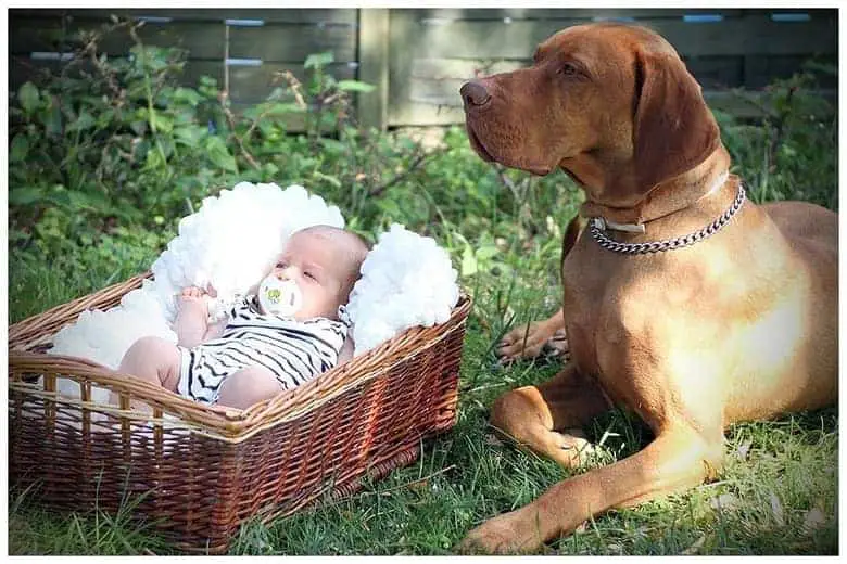 vizsla is loyal to their family