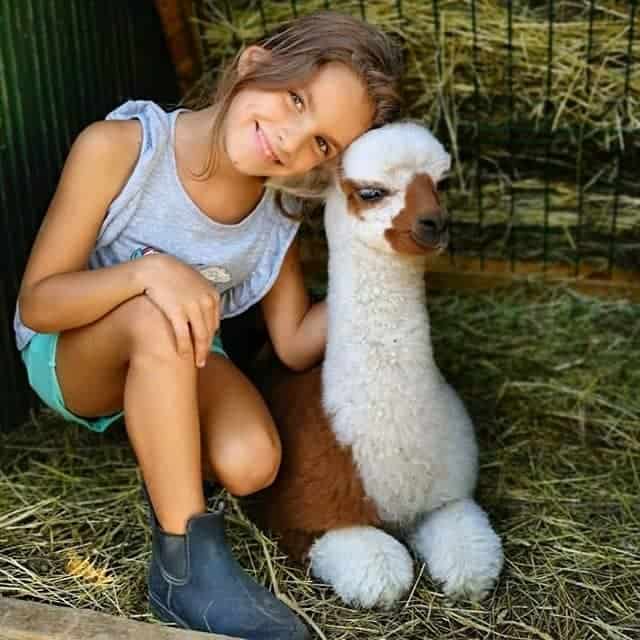 cute alpaca and a girl