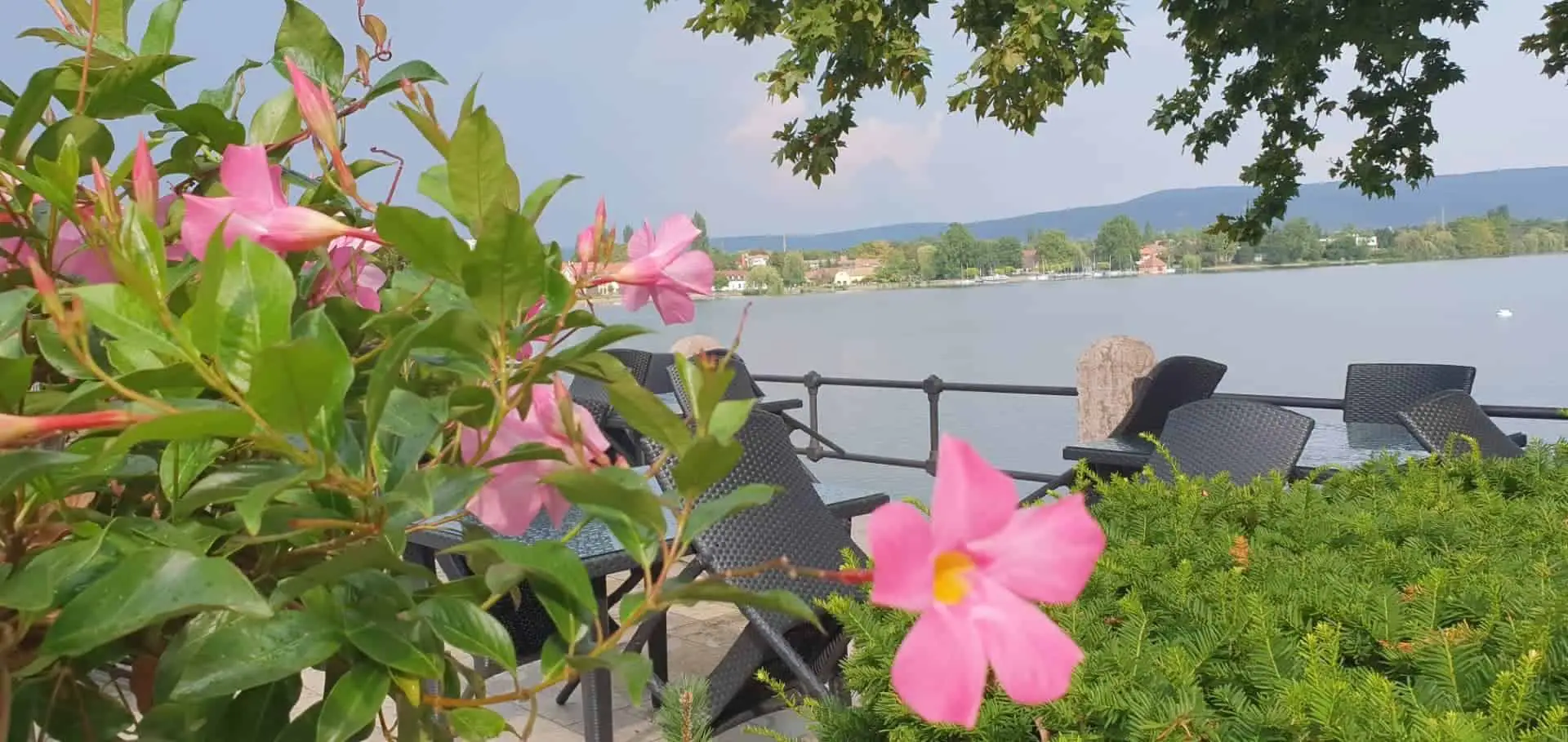 Tata old lake, flowers