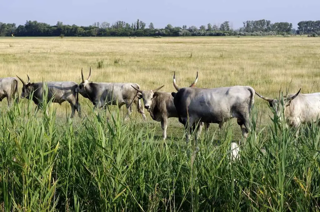 Fertő-Hanság National Park, Hungarian grey cattle