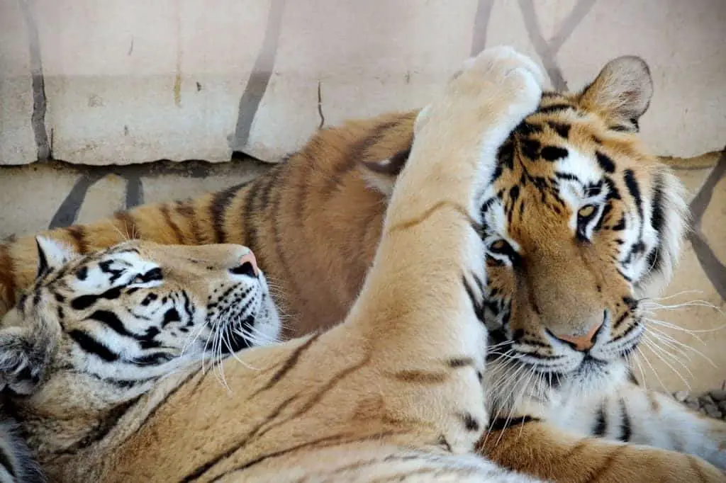 gyöngyös zoo, tigers