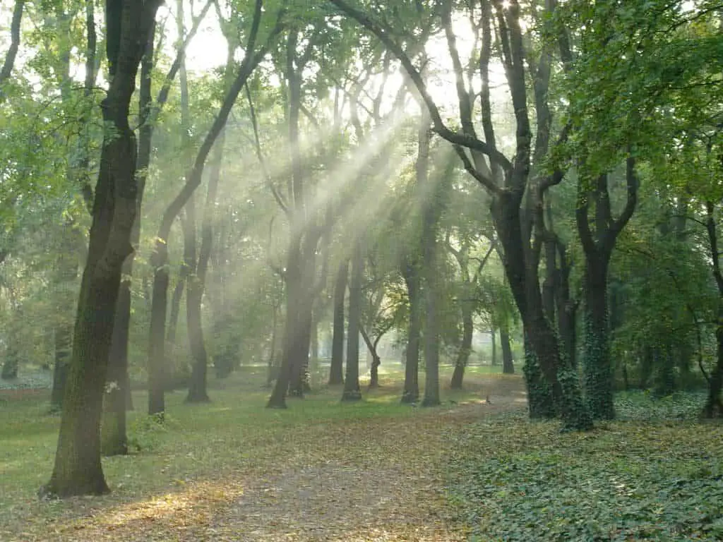 People’s park