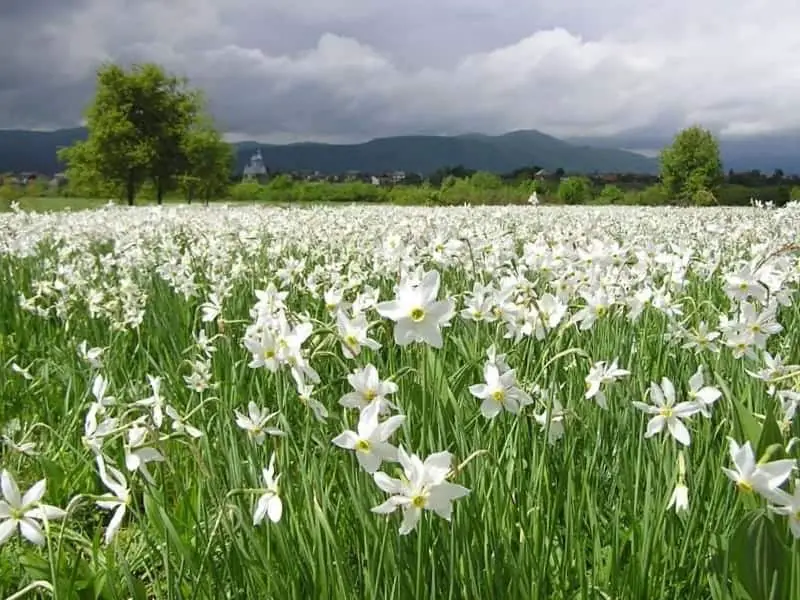 Daffodil Field, Basa Garden