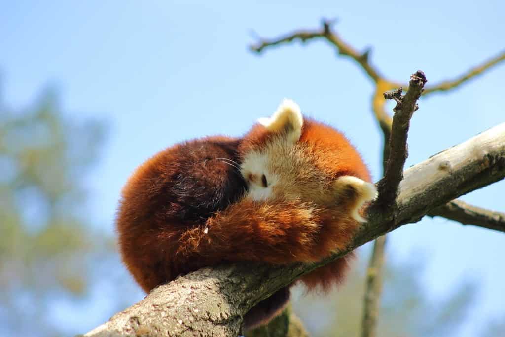 The Veszprém Zoo, Red Panda