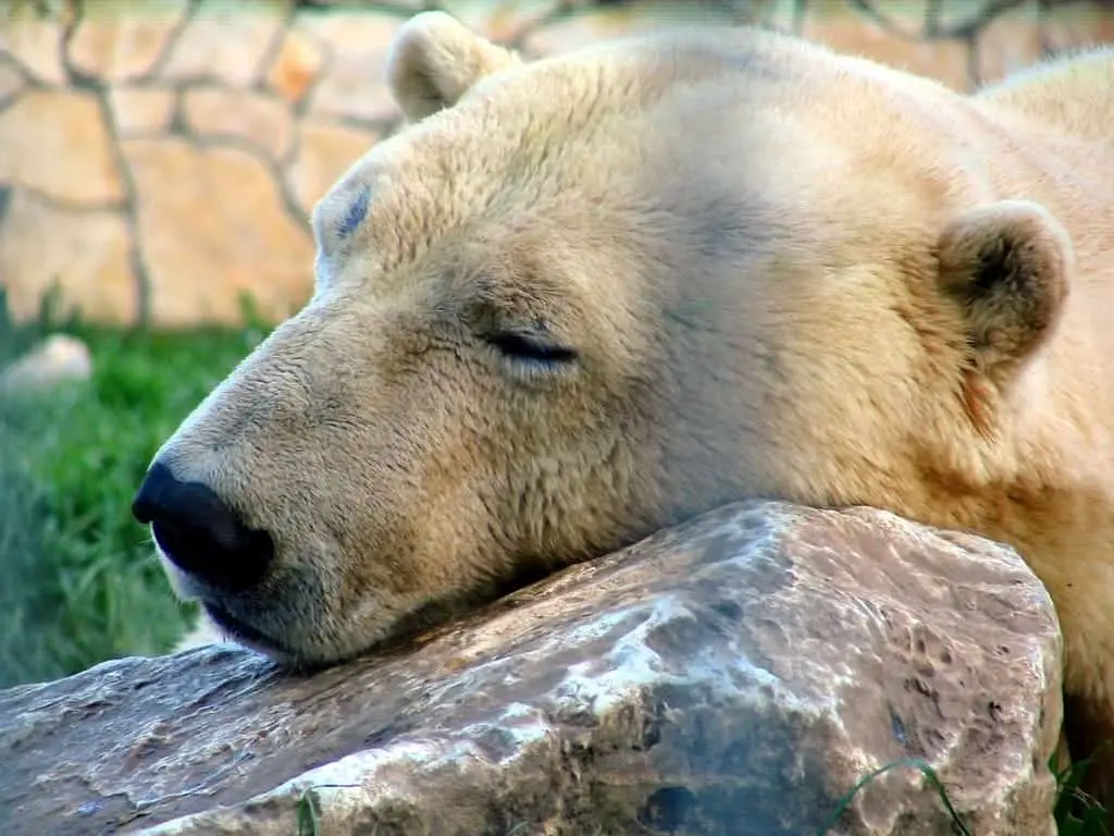 Nyiregyhaza Zoo - Polar Bear