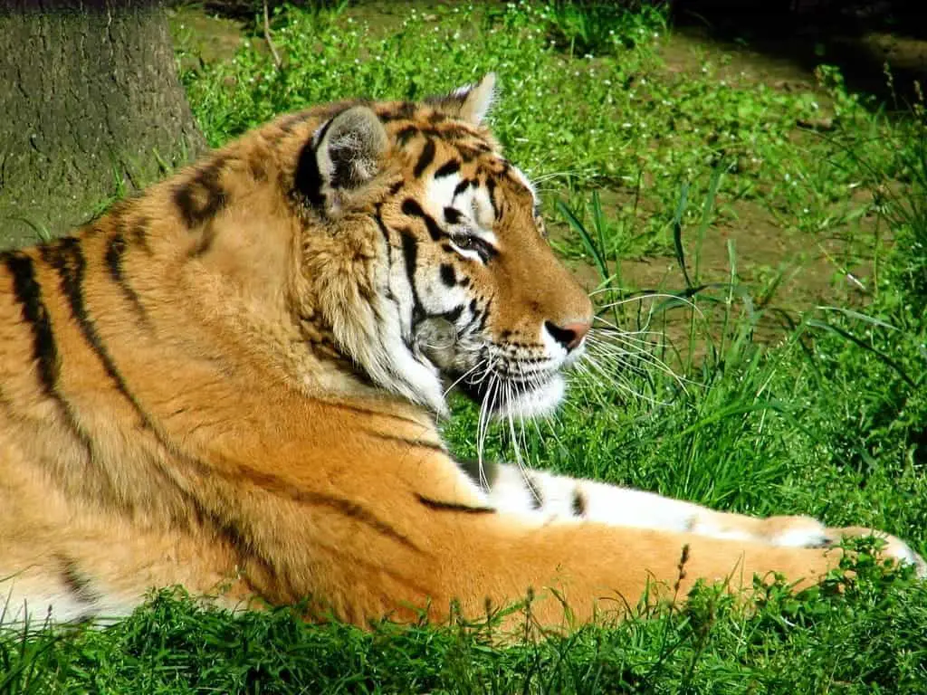 Nyiregyhaza Zoo - Tiger