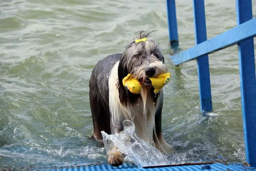 cute dog in Pet-friendly beach
