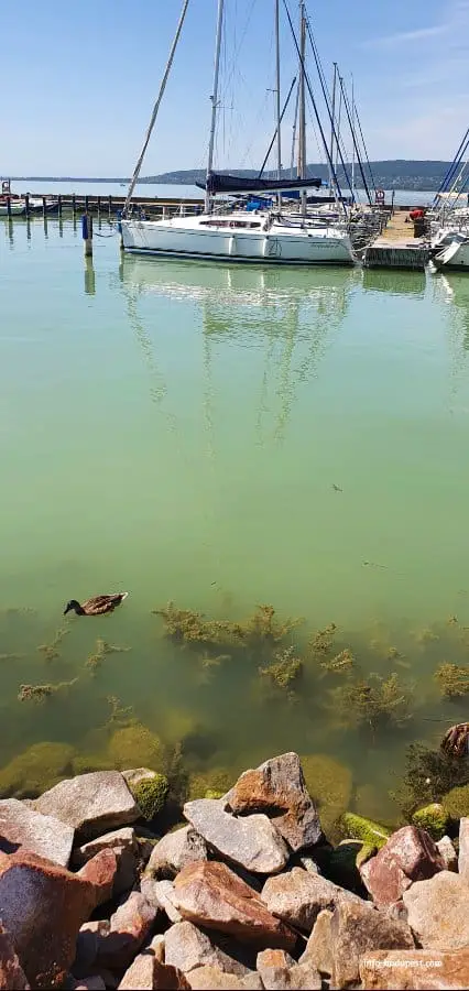 How much algae is in Lake Balaton? - Szigliget harbor