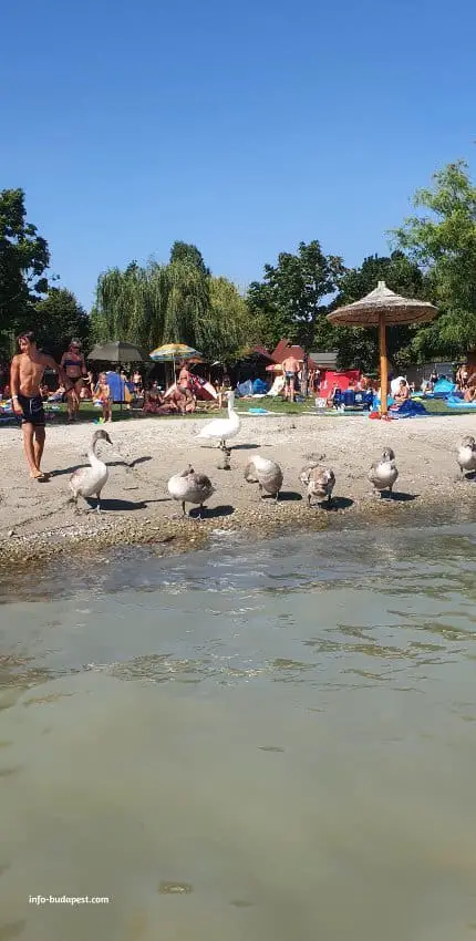 Vonyarcvashegy beach - Is the water of Lake Balaton suitable to drink?
