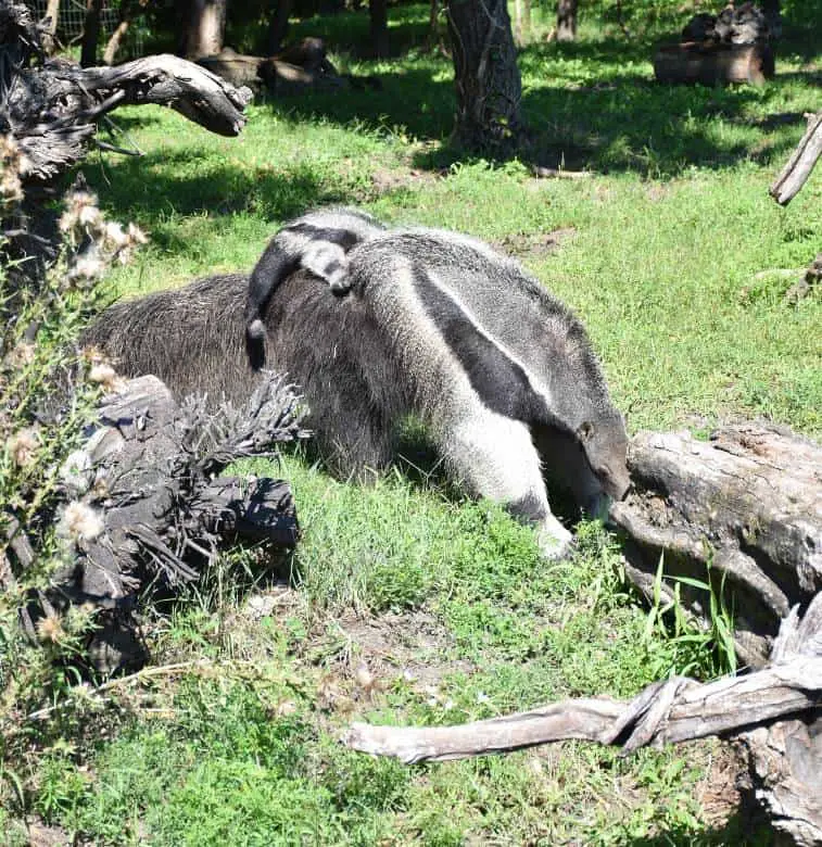 New-born little anteater in Budapest Zoo 2020