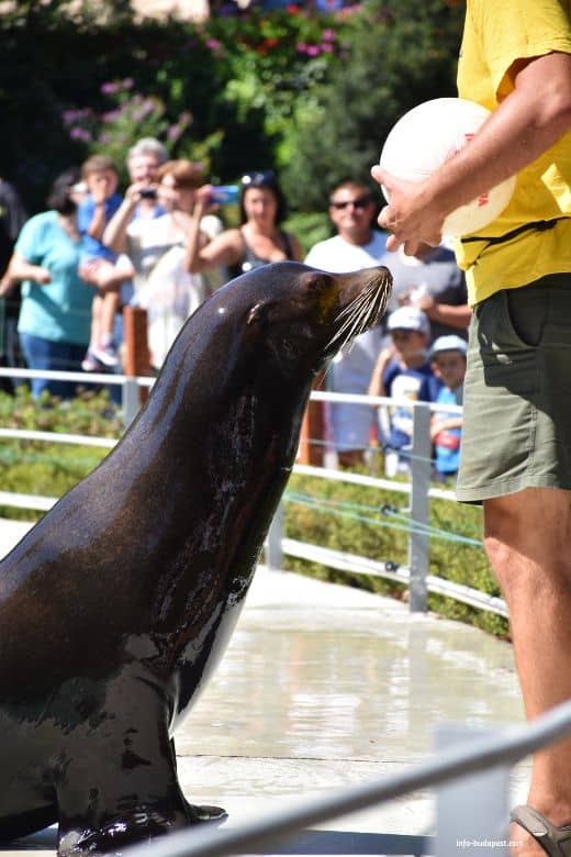 Seal show in Budapest Zoo 2020