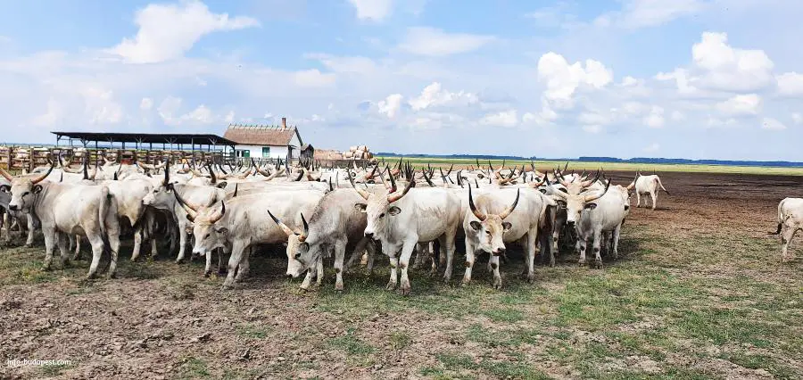 Hortobágy National Park, a herd of Grey cattle